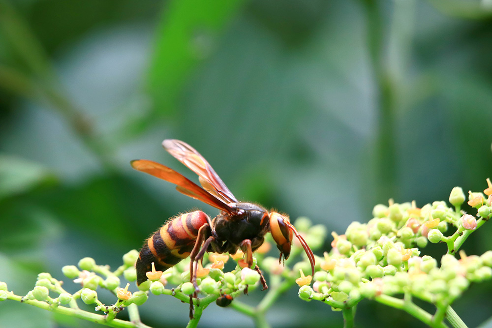 害獣のイメージ
